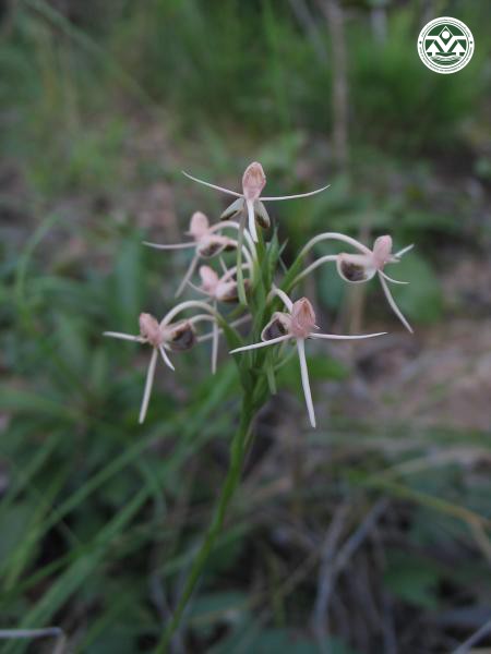 Habenaria rostrata