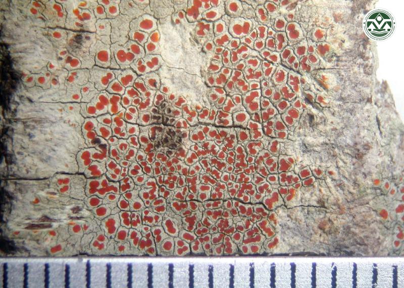 Haematomma persoonii