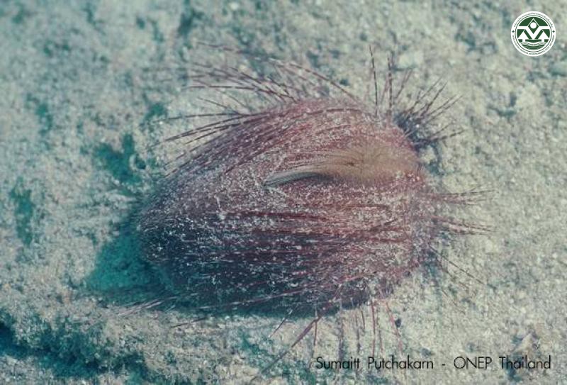 Lovenia elongata