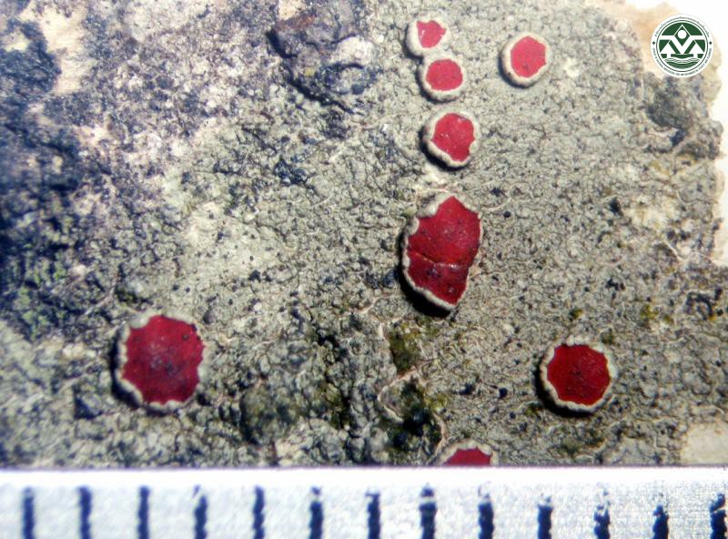 Haematomma rufidulum