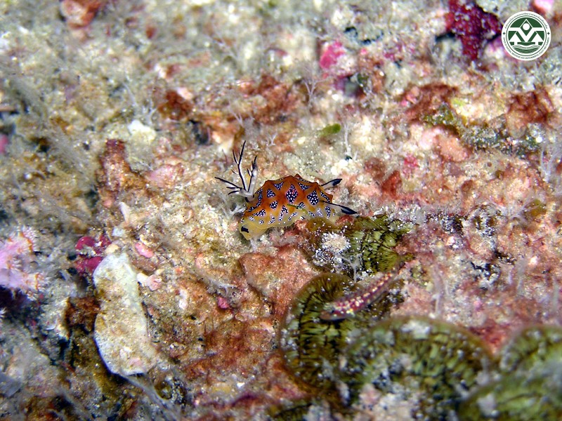 Halgerda tessellata