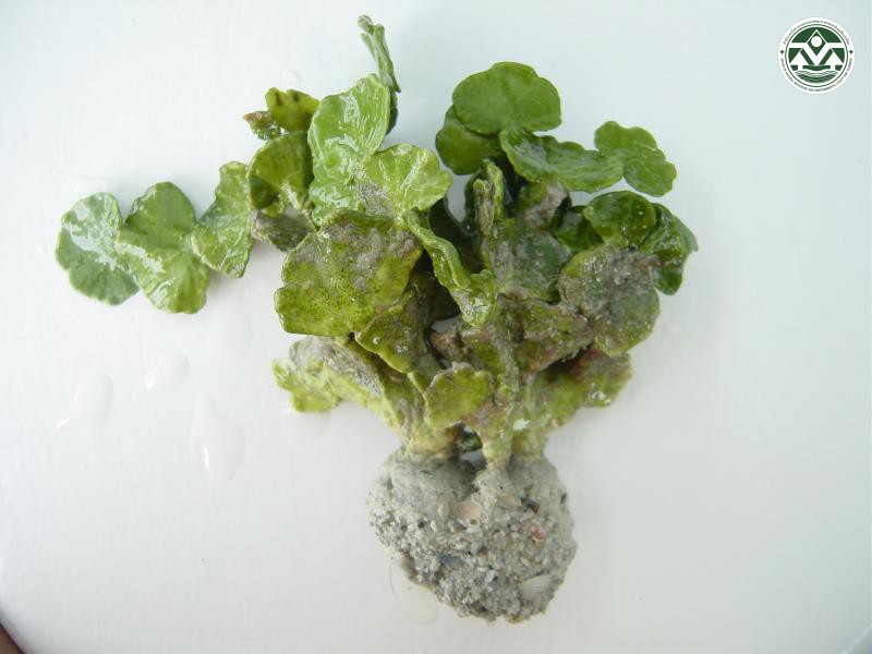 Halimeda macroloba