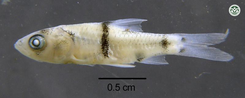 Hampala macrolepidota