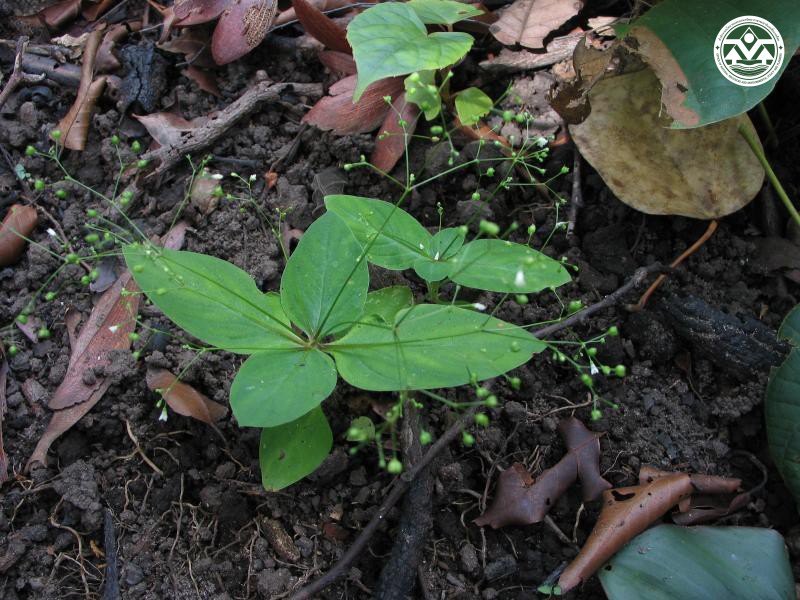 Hedyotis ovatifolia