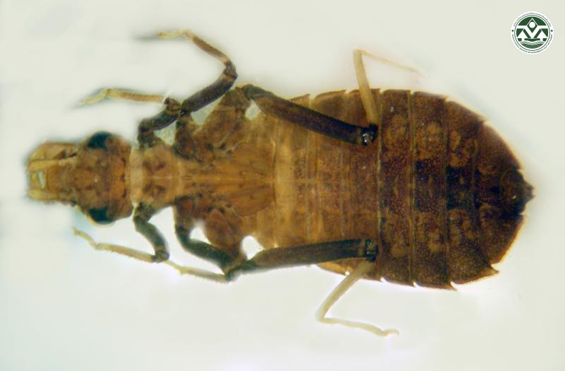 Heliogomphus retroflexus