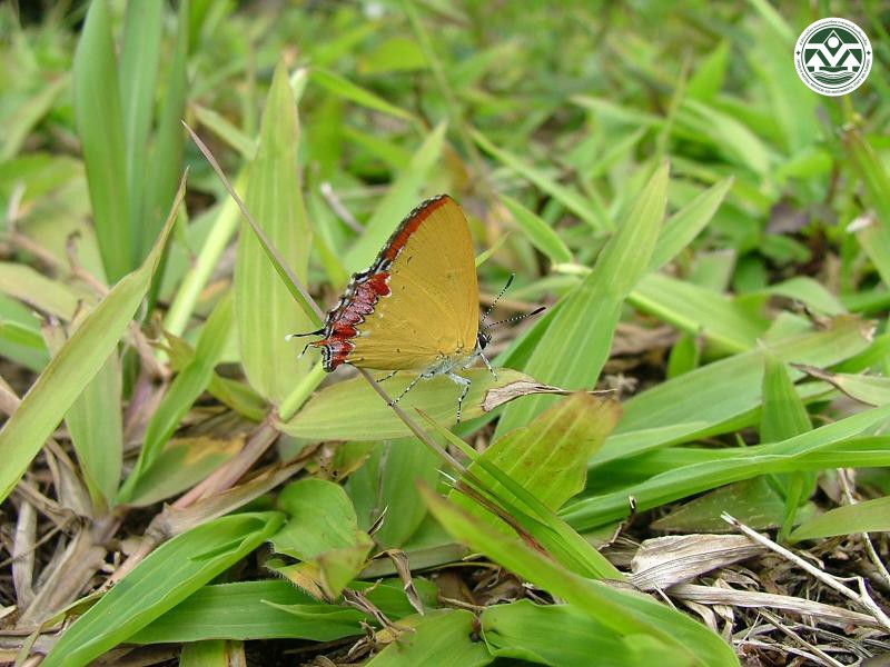 Heliophorus epicles