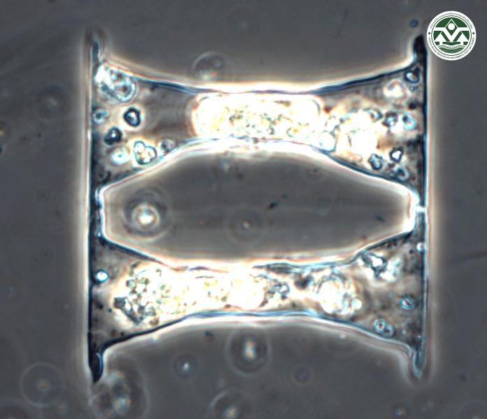 Hemiaulus membranaceus
