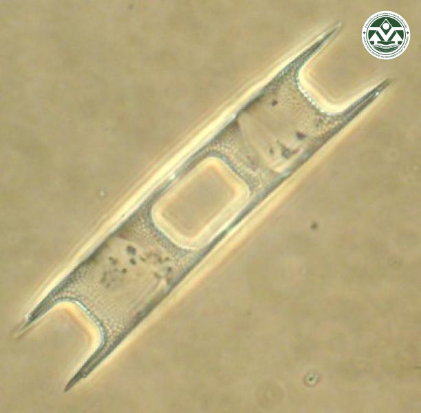 Hemiaulus sinensis