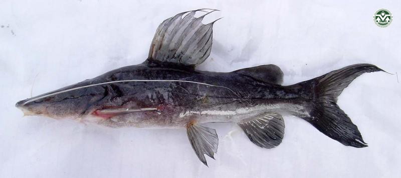 Hemibagrus filamentus