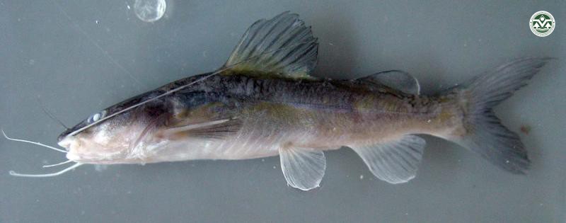 Hemibagrus nemurus