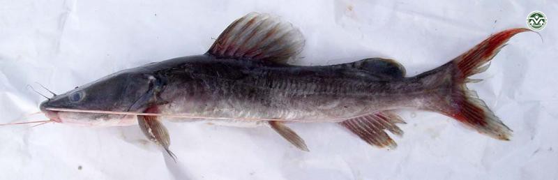 Hemibagrus wyckioides