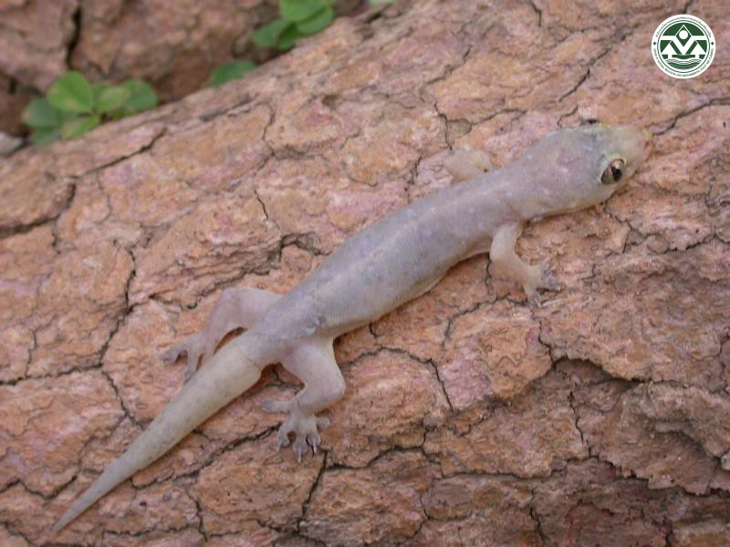 Hemidactylus garnotii