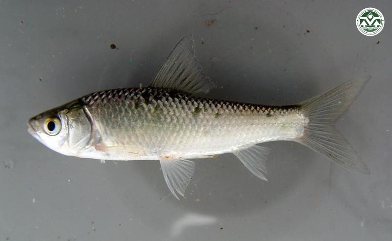 Henicorhynchus siamensis