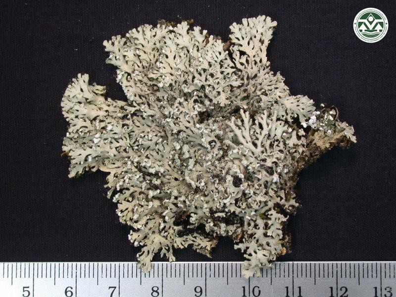Heterodermia chilensis