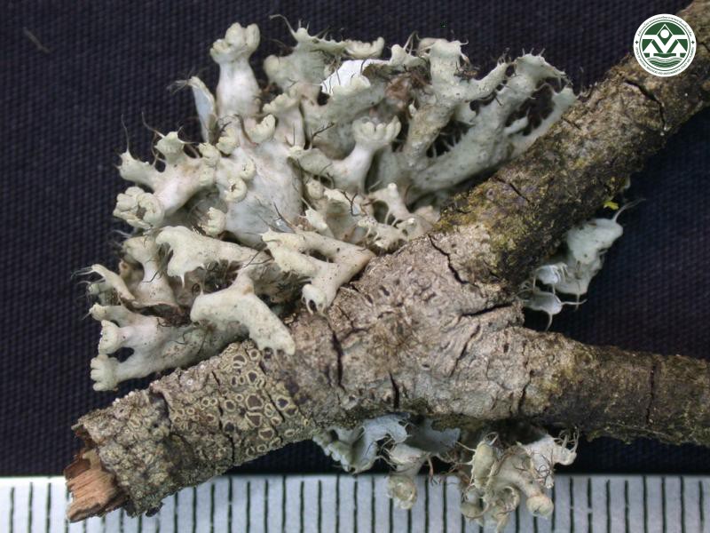 Heterodermia comosa