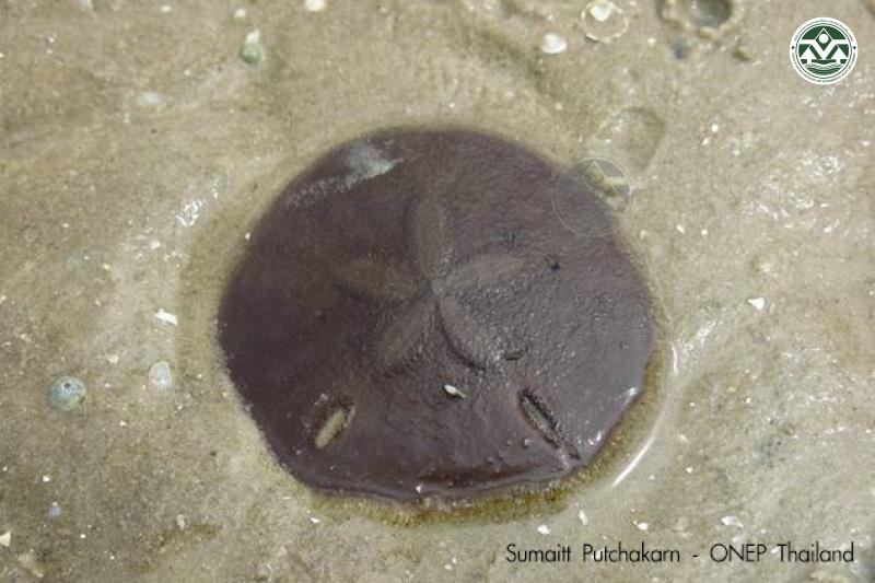 Echinodiscus tenuissimus