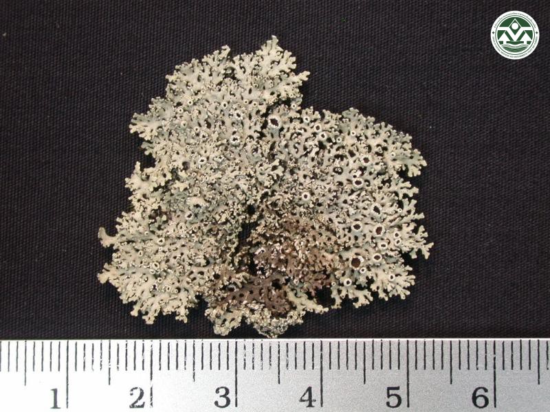 Heterodermia diademata