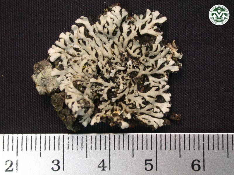 Heterodermia flabellata