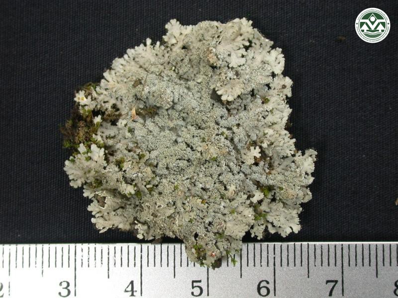 Heterodermia isidiophora