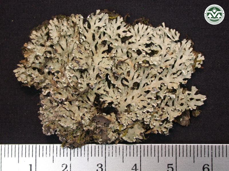 Heterodermia japonica