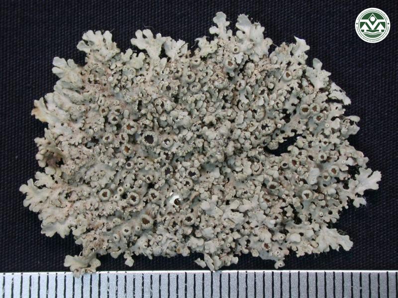 Heterodermia lepidota