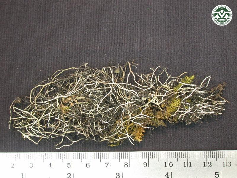 Heterodermia leucomelos