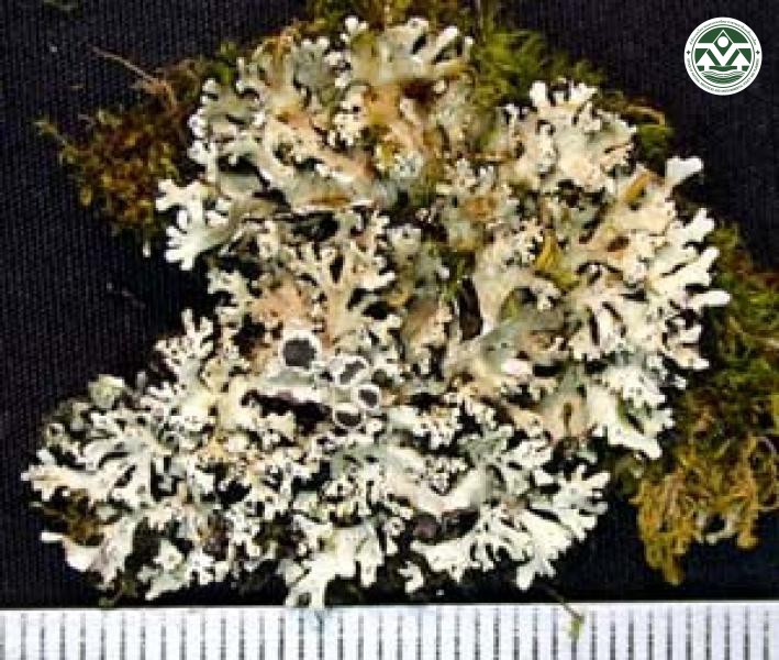 Heterodermia magellanica