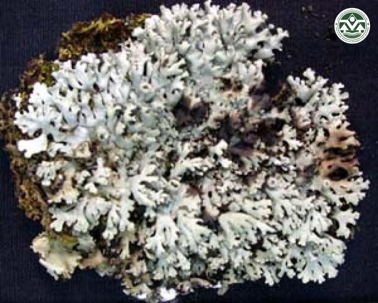 Heterodermia microphylla