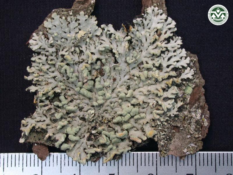 Heterodermia obscurata
