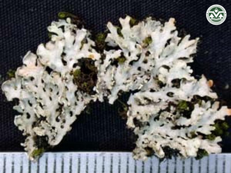 Heterodermia pseudospeciosa
