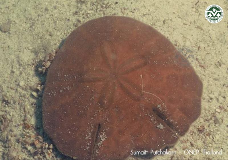 Echinodiscus auritus