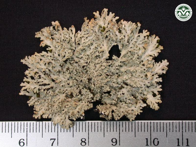 Heterodermia speciosa