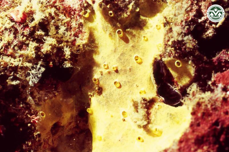 Hexadella purpurea