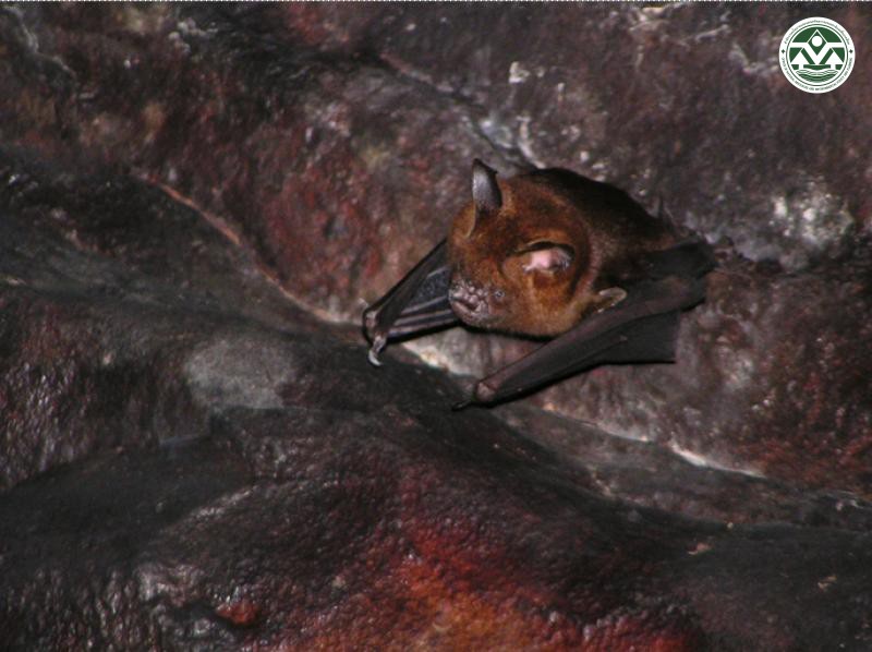 Hipposideros armiger