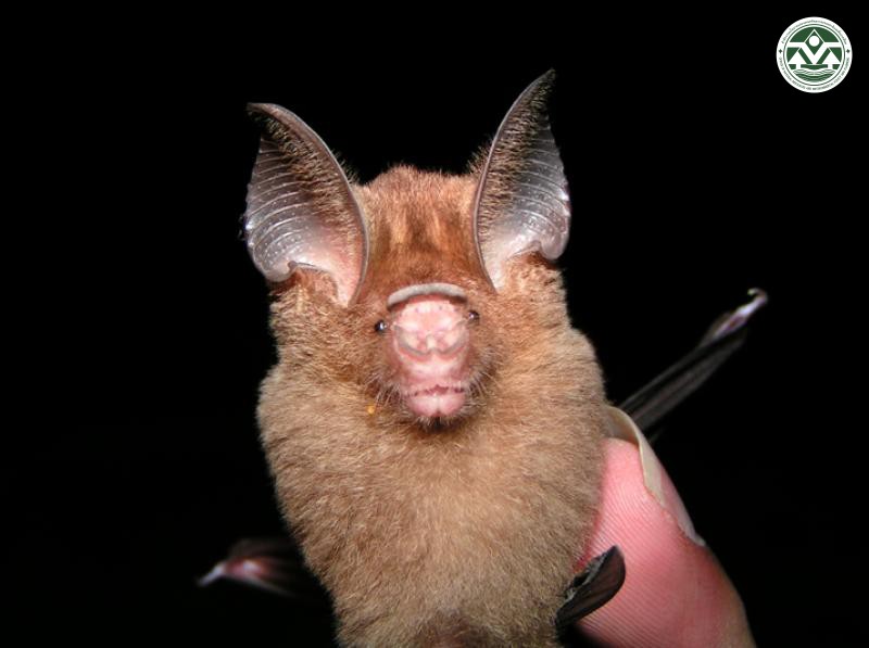 Hipposideros bicolor