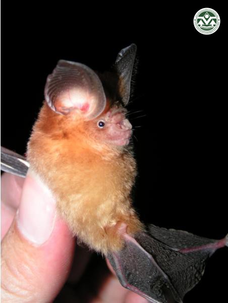 Hipposideros cineraceous