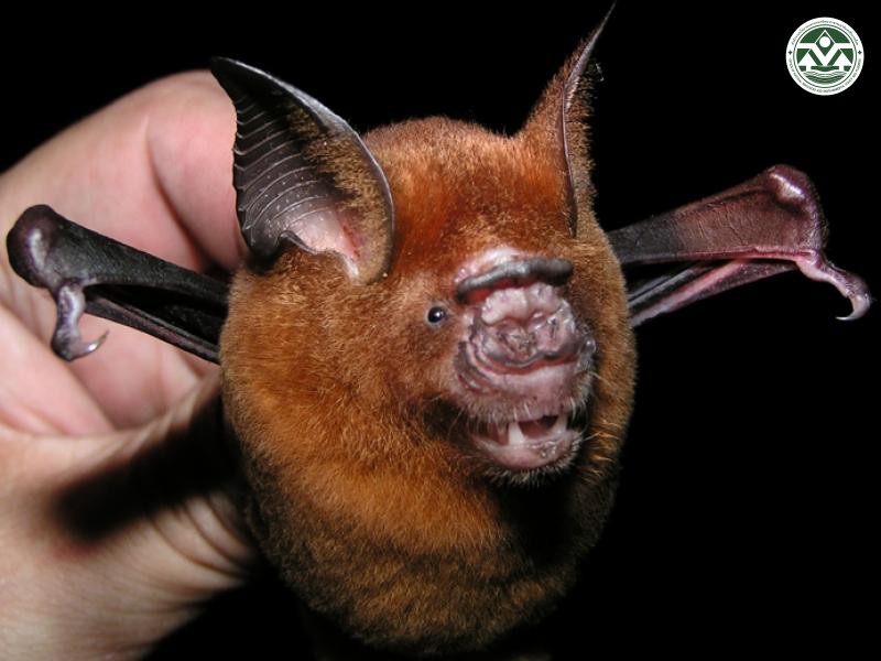 Hipposideros larvatus