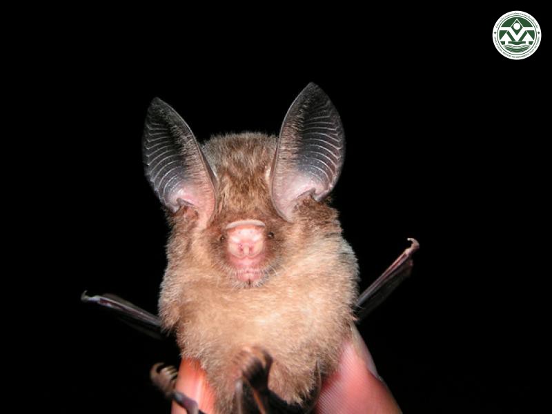 Hipposideros pomona