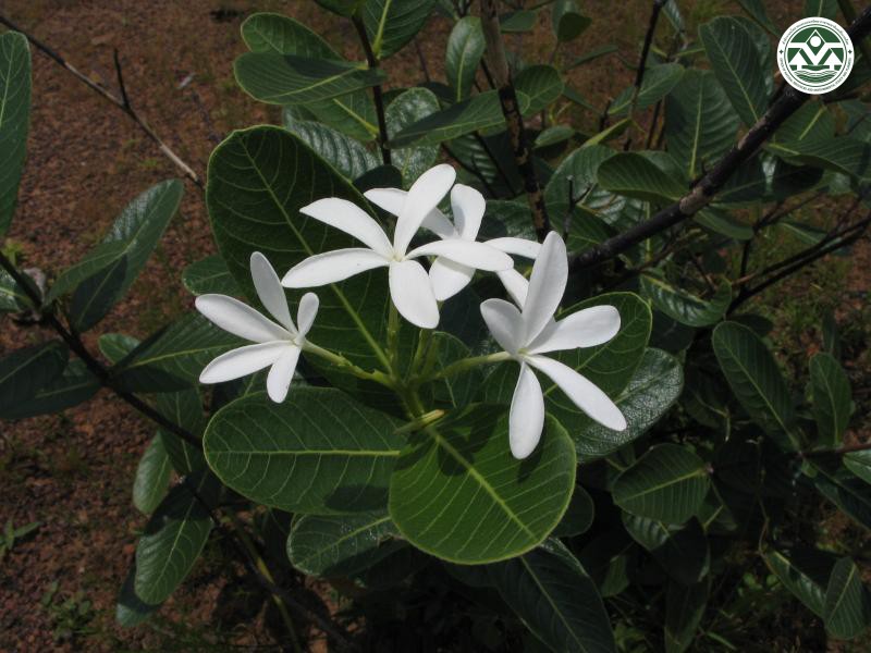 Holarrhena curtisii