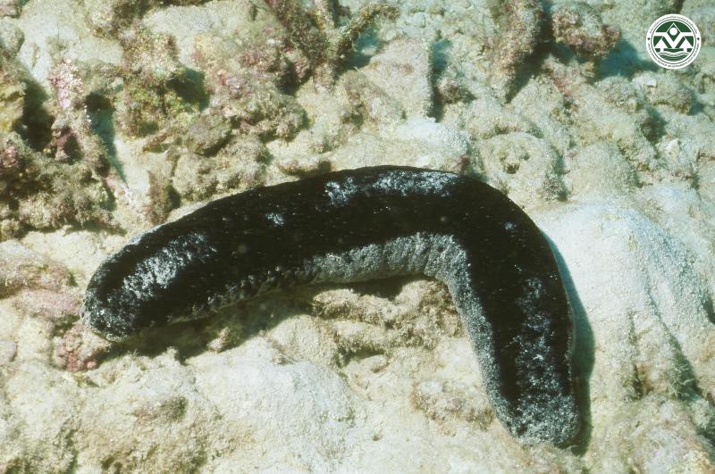 Holothuria atra