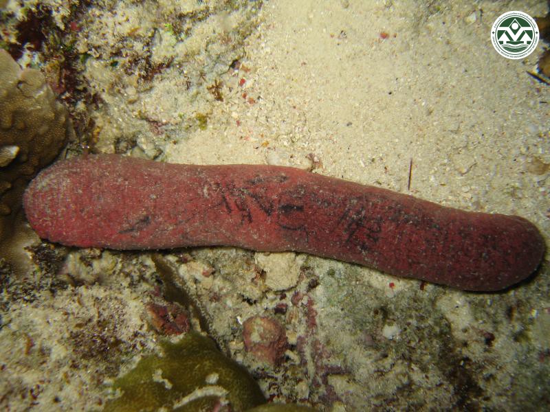 Holothuria edulis