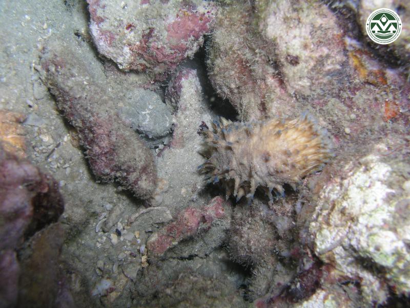 Holothuria verrucosa