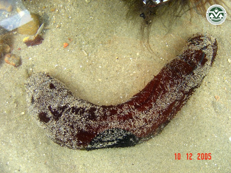 Holothuria leucospilota