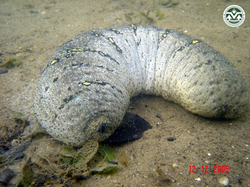 Holothuria scabra
