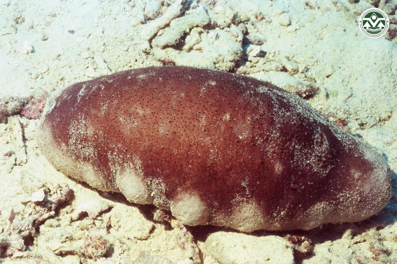 Holothuria nobilis