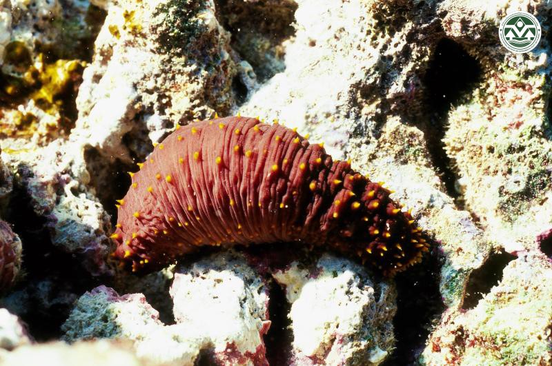 Holothuria flavomaculata