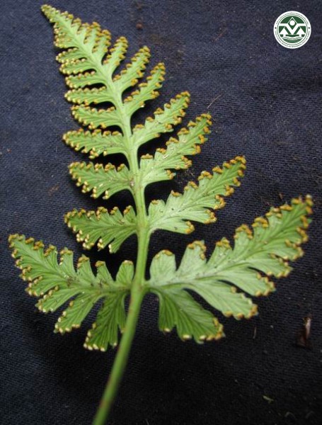 Humata repens