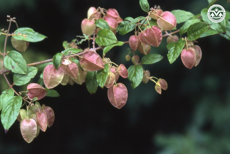 Hymenopyramis brachiata