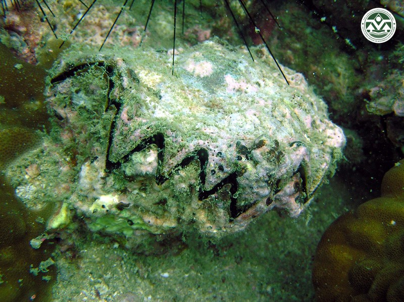 Hyotissa hyotis