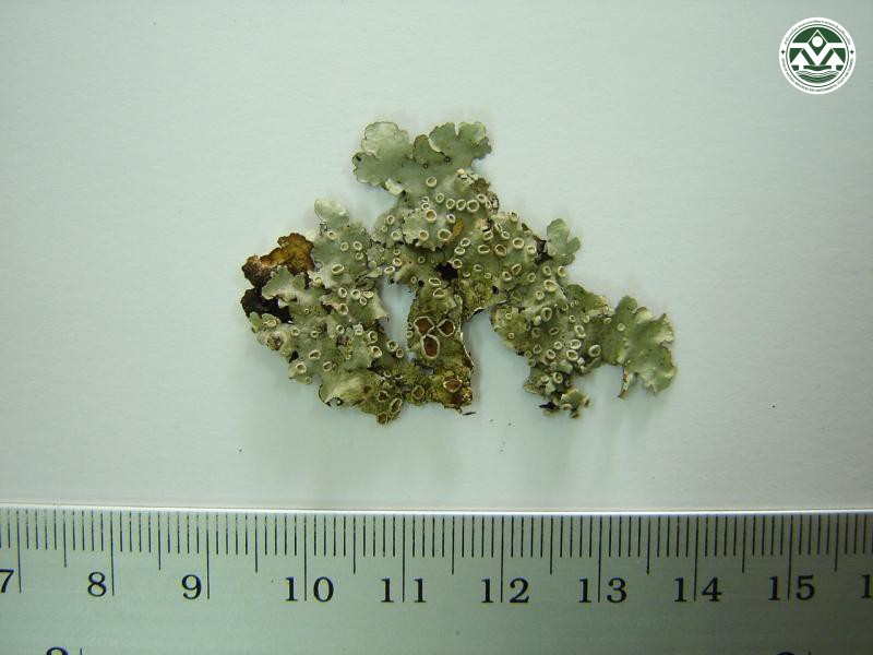 Hypotrachyna adducta